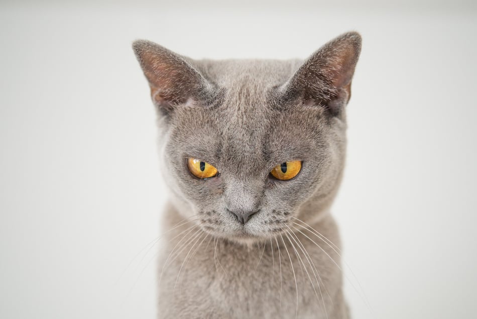 Closeup Photo of Gray Cat